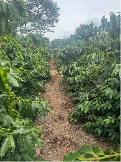 Cafetales de Finca La Reforma